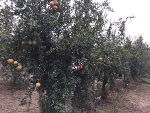 苗圃圖片（石榴）